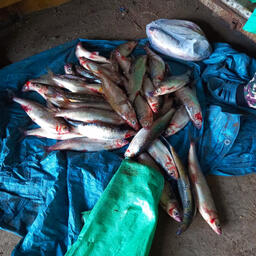 Изъятый омуль. Фото пресс-службы МВД Бурятии