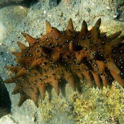 Изъятый трепанг вернулся в море. Фото пресс-службы Дальневосточного морского заповедника
