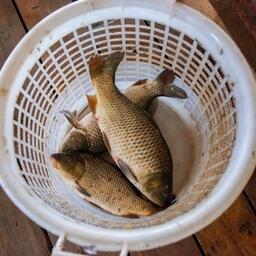 Выращенные в Подмосковье сазаны