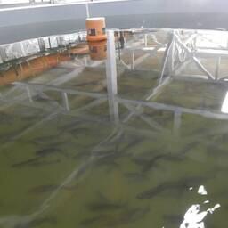 Первое предприятие по выращиванию мальков форели заработало в Вологодской области. Фото пресс-службы правительства региона