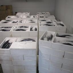 Ящики с контрабандной рыбой. Фото пресс-службы Центрального таможенного управления