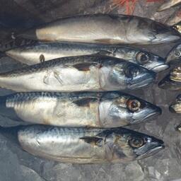 Пойманная на Дальнем Востоке скумбрия