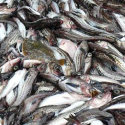 Ученые пополняют данные о промысловых запасах минтая Чукотского моря. Фото пресс-службы ТИНРО