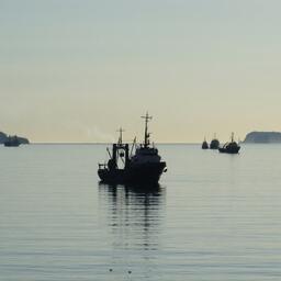 ВетИС и ОСМ хотят сильнее «подружить»