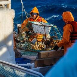 Добыча краба на Дальнем Востоке. Фото предоставлено компанией «Антей»