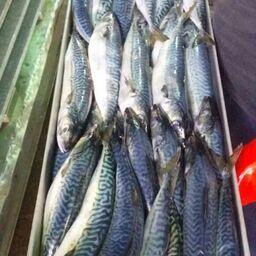 Свежевыловленная скумбрия. Фото предоставлено Константином Коробковым