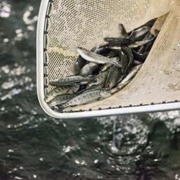 Особое внимание руководитель ведомства обратил на возмещение капзатрат для строительства заводов по выращиванию смолта