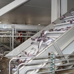 Предложено скорректировать требования к пользователям, построившим в рамках программы перерабатывающие заводы