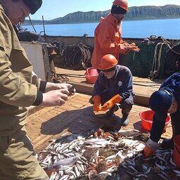 Разбор тралового улова. Фото пресс-службы СахНИРО