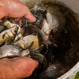 Аквафермеры Калининградской области просят предоставить им неиспользуемые водоемы