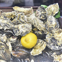 Выращенные на Кубани устрицы. Фото пресс-службы краевой администрации