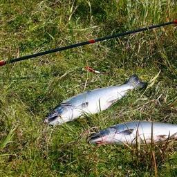 Любительский улов лосося на Камчатке