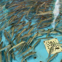 Молодь байкальского омуля на рыбоводном заводе. Фото пресс-центра Главрыбвода