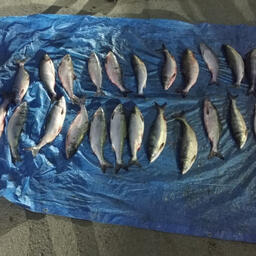 Браконьеры незаконно выловили 505 лососей. Фото пресс-службы регионального УМВД России