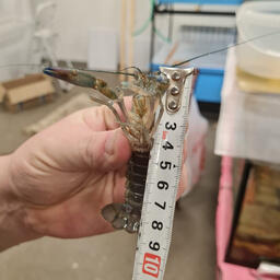 В САФУ разработают альтернативный корм для раков. Фото пресс-службы университета