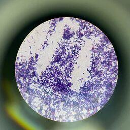 Новый штамм микроорганизмов. Фото пресс-центра учреждения