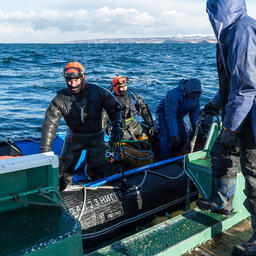 Добыча морского ежа на Курилах