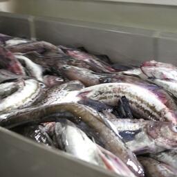 Свежевыловленный минтай