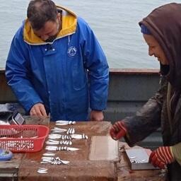 Измерение рыб из научного улова. Фото пресс-службы АзНИИРХ