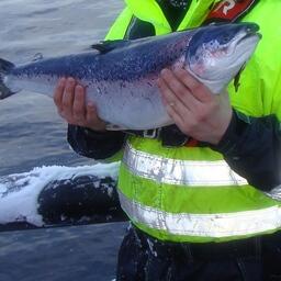 Под запрет попадает, в частности, рыба из Норвегии