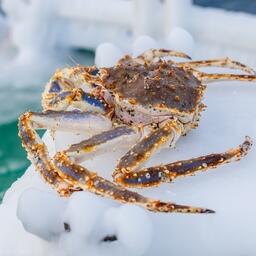 Больше всего желающих оказалось приобрести права на добычу крабов. Фото предоставлено компанией «Антей»