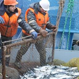 Добыча олюторской сельди. Фото предоставлено компанией «Океанрыбфлот»
