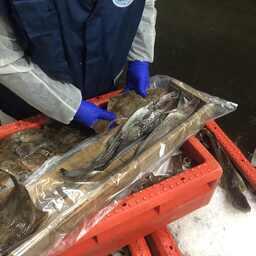 Измерение рыб из улова. Фото пресс-службы АтлантНИРО