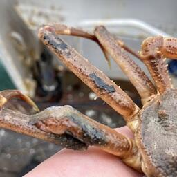 Крабы оказались поражены панцирной болезнью. Фото пресс-службы КамчатНИРО