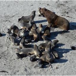 Средний гарем котиков — cекач, самки и щенки. Фото пресс-службы КамчатНИРО