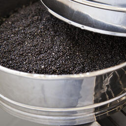 Черная икра — желанная добыча браконьеров