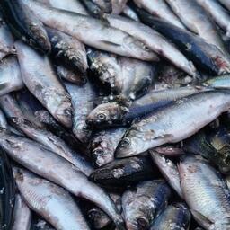 Улов олюторской сельди. Фото предоставлено «Океанрыбфлотом»