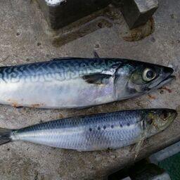 Скумбрия и сардина-иваси. Фото Константина Коробкова