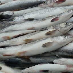 Информация о возможности ограничений экспорта продукции из лососей уже сказывается на закупках