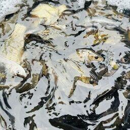 Во Владимирской области впервые выпустили молодь сазана. Фото пресс-службы Московско-Окского теруправления Росрыболовства