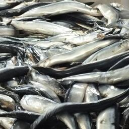 В этом году японские рыбаки смогут осваивать в водах РФ, в частности, сайру