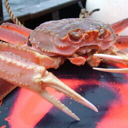 Из-за роста поставок в Южной Корее значительно подешевел краб, пишут СМИ республики
