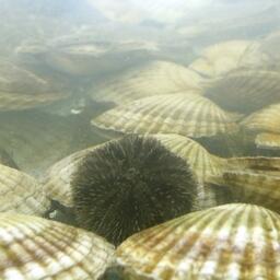 На Курилах основное внимание сегодня уделяется выращиванию морского ежа, но перспективными объектами также называют устриц, гребешка