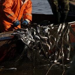 Рыбный промысел на озере Ильмень