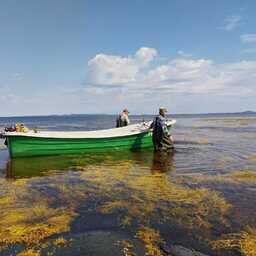 В Карелии добыли рекордный объем водорослей. Фото пресс-службы правительства республики