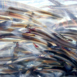 В Калининградской области впервые за много лет начались выпуски молоди угря. Фото пресс-службы правительства региона