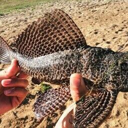 Пестрый пришелец может повредить экосистеме озера. Фото пресс-службы ВНИРО