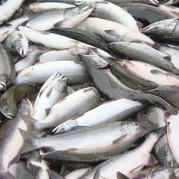 В этом году суда Японии смогут освоить в своей исключительной экономзоне 2050 тонн лососевых российского происхождения, пишут японские СМИ