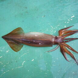 На торгах разошлись в том числе квоты кальмара