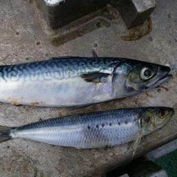 Скумбрия и сардина-иваси. Фото Константина Коробкова