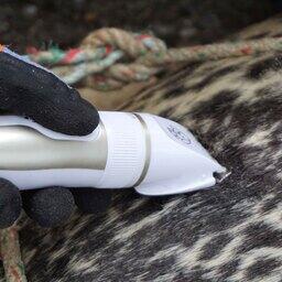 Взятие шерсти для анализа. Фото пресс-центра нацпарка «Командорские острова»