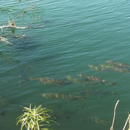 Рунный ход кеты в Приморье