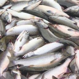 В Магаданской области комиссия по анадромным сдвинула сроки «красной» путины для группы из восьми речных рыболовных участков