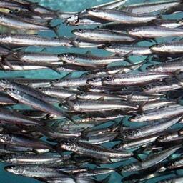 В Махачкале рассчитывают на растущие объемы вылова килька. Фото пресс-службы Росрыболовства