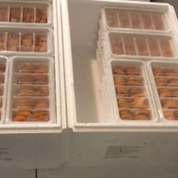 В ОАЭ отправили первую партию икры морского ежа из Мурманской области. Фото пресс-службы Россельхознадзора