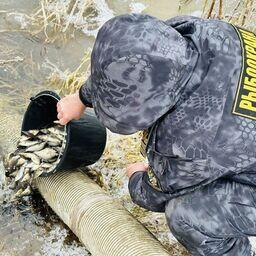 Примерно 250 тыс. экземпляров молоди сазана отправили в реку Клязьму. Фото пресс-службы Московско-Окского теруправления Росрыболовства